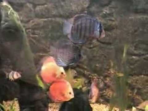 260 Litre Discus tank – Juwel Vision 260