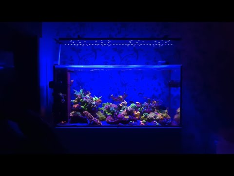 28 Month Update: Red Sea Reefer Peninsula 500