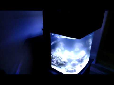29 biocube cloudy saltwater seachem clarity bubble Magus skimmer jebao wavemaker