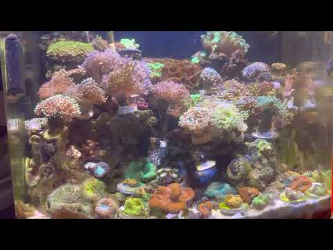 29 gallon nano reef with Ai prime HD and Kessil A80