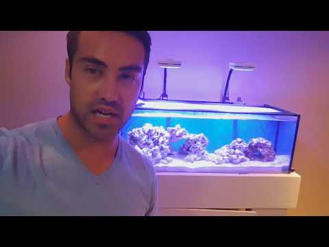30gal Innovative Marine Long mixed reef tank update