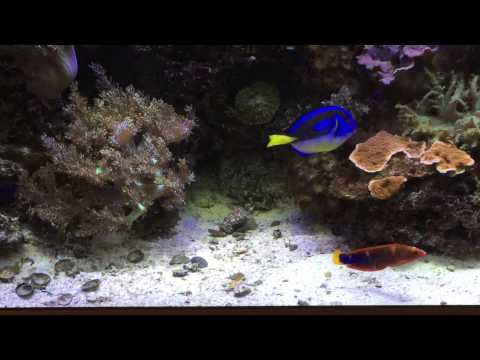 350 liter juwel aquarium