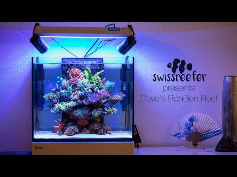 40 Acroporas in a Red Sea Reefer 170 | Dave's BonBon Reef [Swissreefer presents]