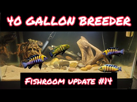 40 GALLON AFRICAN CICHLID AQUARIUM – (FISHROOM UPDATE #14)