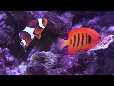 40 gallon Innovative Marine Reef aquarium