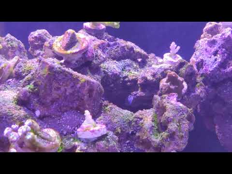 40 gallon innovative Marine  tank crashed