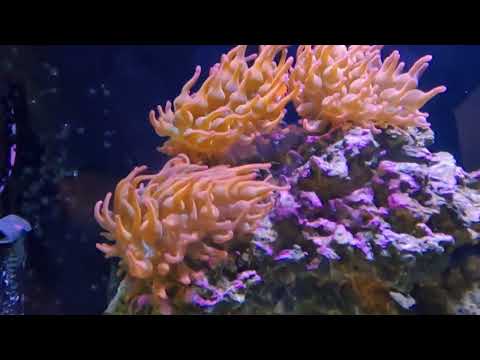 40 Gallon Reef Tank Overview- Innovative Marine