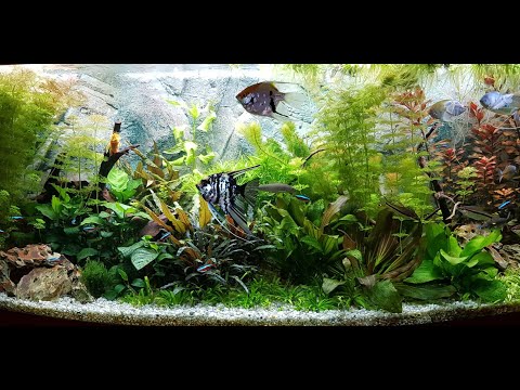450 Liter Aquarium / Juwel Vision