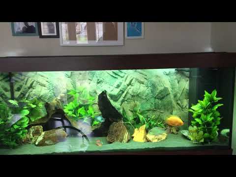 450 litre juwel aquarium