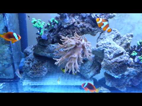 450 litres récifal bubble magus nac 9