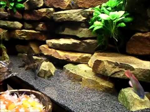 460 Liter Juwel Aquarium
