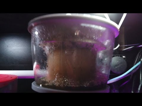 48 hour update on Nyos 220 VS Red Sea Reefer RSK600