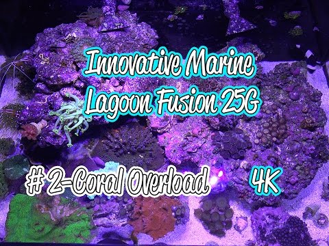 4K Innovative Marine Lagoon Fusion 25 Gallon Episode # 2 Coral Overload