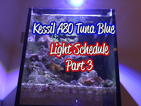 4k Kessil A80 Tuna Blue Light Schedule Part #3