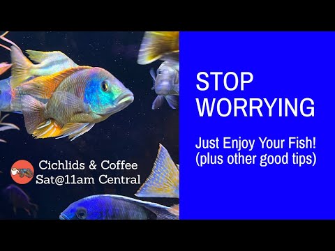 5 Fish Keeping Tips to Increase Enjoyment in the Hobby (and Avoid Burn Out!) *Live Stream!*