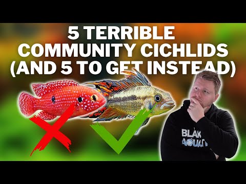 5 Great Cichlids for Community Tanks and 5 to Avoid