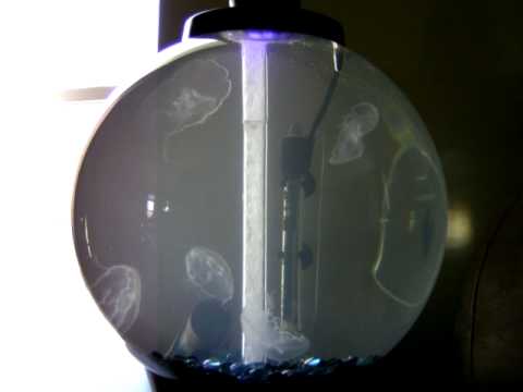 5 Moon JellyFish in a 16gallon BiOrb Aquarium, purchased from JellyFishArt.com