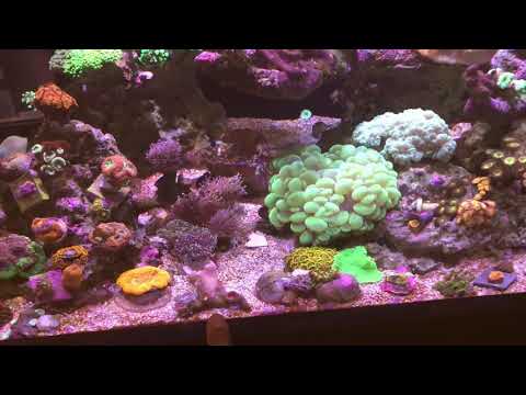 50 gallon innovative marine reef tank  Update part two.