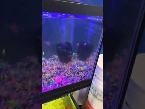 55 gallon aquarium fish tank complete with matching canopy $500
