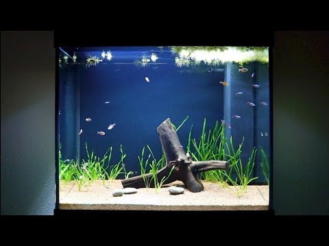 55 Gallon Planted Vallisneria Tetra Fish Tank | Juwel Lido 200 LED