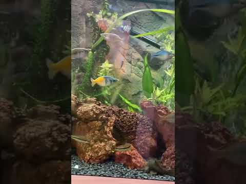 5FT RAINBOWFISH JUWEL AQUARIUM UK 450L