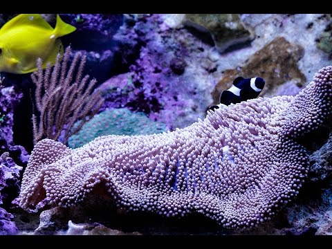6 Kessil A360We