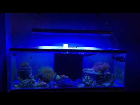 60 gallon reef tank. Replaced Kessil A360W with ATI Sunpower