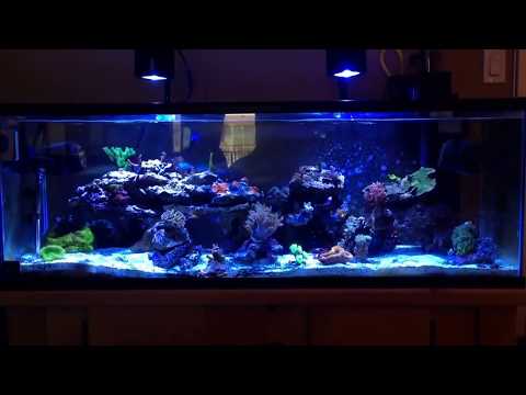 60 gallon saltwater reef tank with Kessil A350W lights