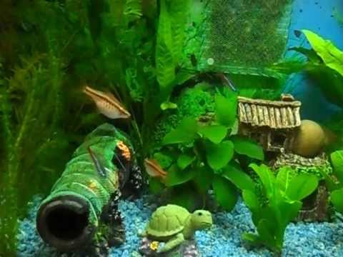 60L (15 gallon) juwel aquarium