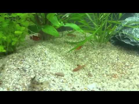 64 liter juwel aquarium