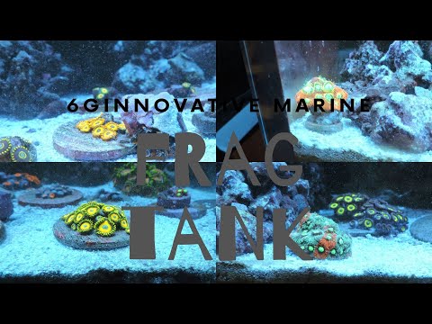 6g Innovative Marine Frag Tank Update + Feeding My Coral