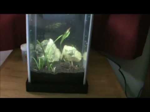 7.The Fluval Spec