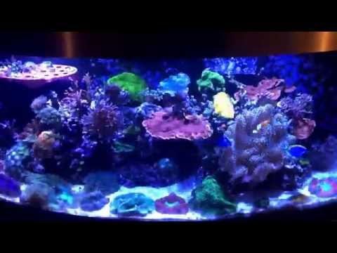 72G reef tank with 2 kessil A360W-E