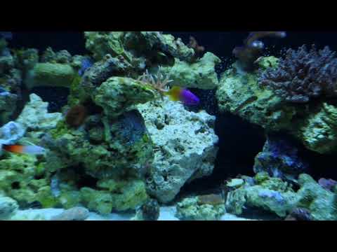 75 gallon reef tank 45 days update mixed / sps coral, kessil h380