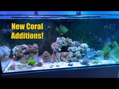 9 Month Reef Tank Update – Red Sea Reefer 350 [75G]