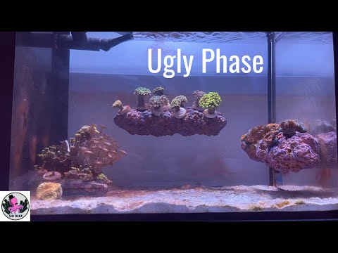 A Quick Update on the UGLY PHASE | Innovative Marine Nuvo Fusion 14 Gallon Peninsula