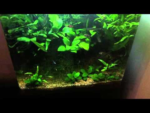A VERY old Aqua One 510 plant aquarium