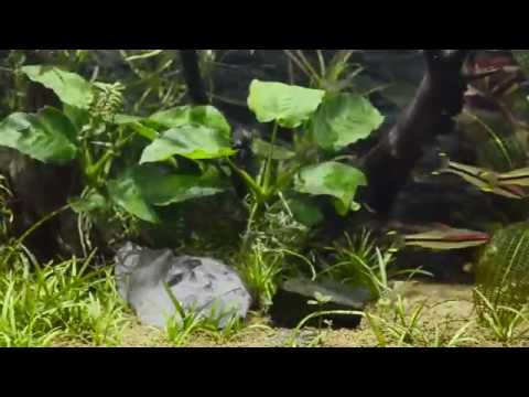 A360WE Tuna Sun & A150WE Amazon Sun, Kessil's Freshwater LED Planted Tank Lights @ All About Fish