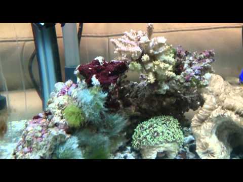 about an Aqua One Aquastart 340 reef aquarium
