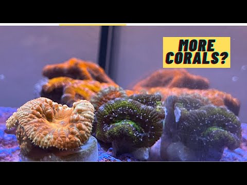 Acans Are Going In | Innovative Marine Nuvo Fusion 14 Gallon Peninsula