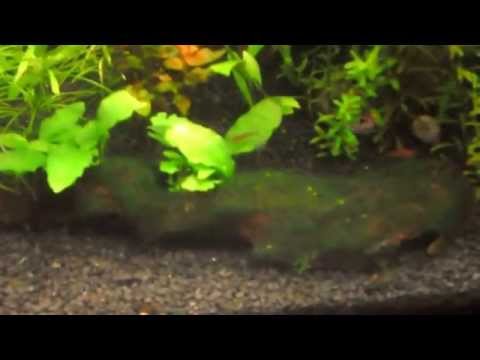 Acquario Aquael 20 litri.