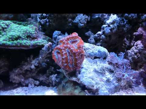 ACUARIO MARINO : Nuevo luz kessil a350w