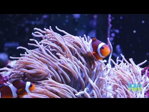 Acuario MARINO – Red Sea Reefer Deluxe 250 L (Aquarium Centrofama)