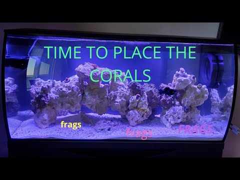 Adding corals fluval 32.5 gallon saltwater flex