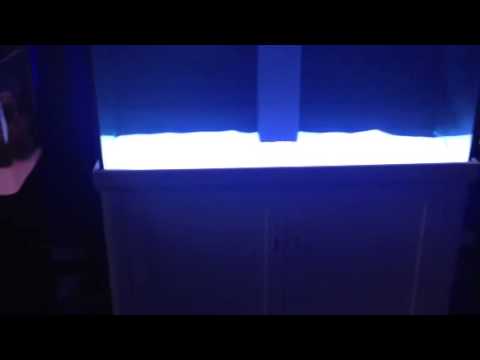 Adding green element led to the aqua one aquareef