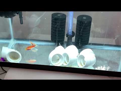 Adding More Fish For The Innovative Marine 50 Gallon Lagoon