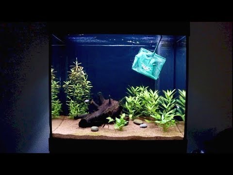 Adding New Fish (Flame Tetra) to 55 Gallon Fish Tank Aquarium | Juwel Lido 200 LED