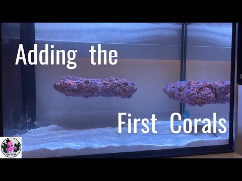 Adding the First Corals | Innovative Marine Nuvo Fusion 14 Gallon Peninsula