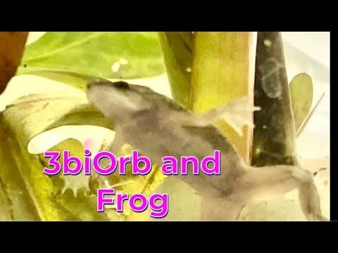 African Dwarf frog コンゴツメガエル　3 biOrb and Frog