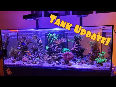 Aftermath of Fragging Coral | Red Sea Reefer 525XL | IM SR120 Frag Tank